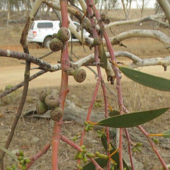 leaves, flower buds and fruit Eucalyptus lacrimans fruit.jpg