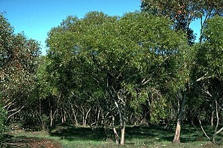 <i>Eucalyptus oraria</i> Species of eucalyptus