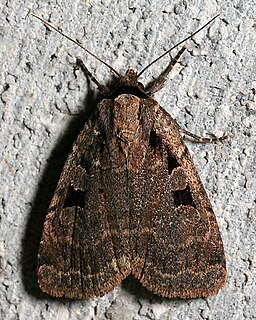 <i>Eueretagrotis perattentus</i> Species of moth