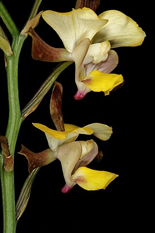 <i>Eulophia streptopetala</i> Species of orchid
