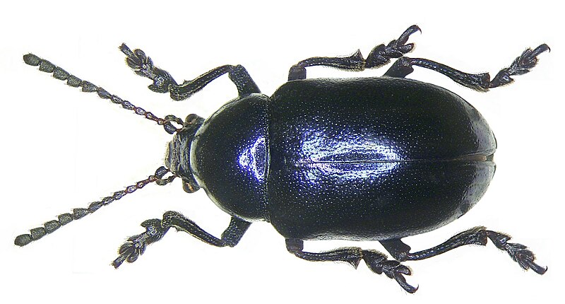 File:Eumolpus asclepiadeus Pallas, 1776.jpg