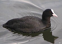 Nigra fuliko sur la Thames.jpg