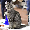 European shorthair male KM-PIROK cat show Tampere 2008-10-04.JPG