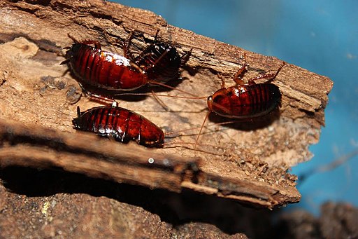 Eurycotis floridana nymphs