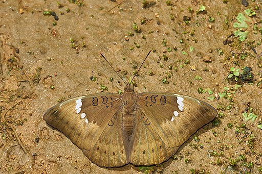 Euthalia aconthea-Kadavoor-2016-06-25-003