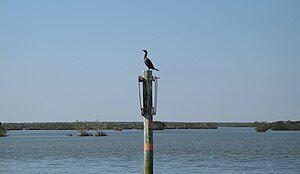 The Everglades (Florida, USA)