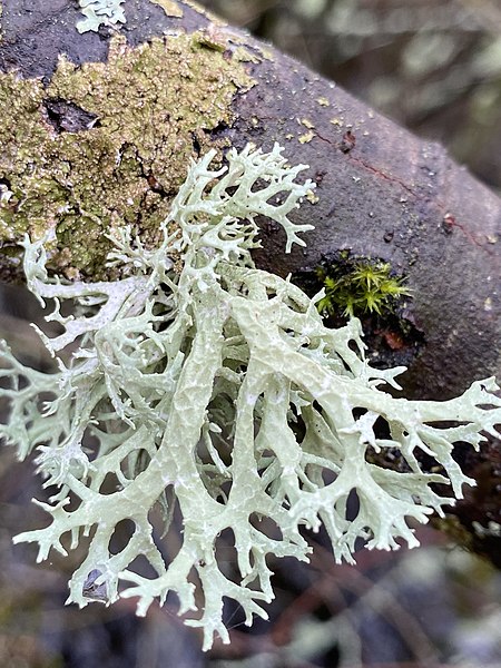 File:Evernia prunastri 171582379.jpg