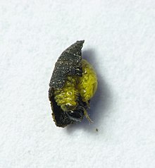 Exema sp. larva in fecal case Exema larva.jpg