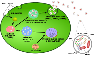 Exosome formation - ru.svg