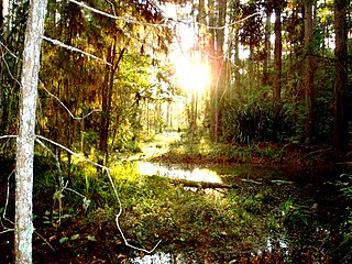 <span class="mw-page-title-main">Três Barras National Forest</span> National florest of three bars on federal level, localized in Tres Barras (SC)