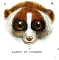 Thumbnail for Sumatran slow loris