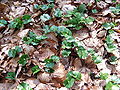 Fagus sylvatica seedling siemianice beentree.jpg