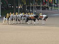 File:Blues and Royals Honour Guard MOD 45162447.jpg - Wikimedia Commons