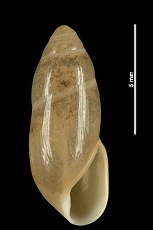 Ferussacia folliculus (MNHN-IM-2010-13132).jpeg
