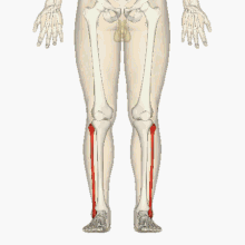 סימולציה של עצמות הגפיים התחתונות, כאשר השוקית מובלטת בצבע אדום.