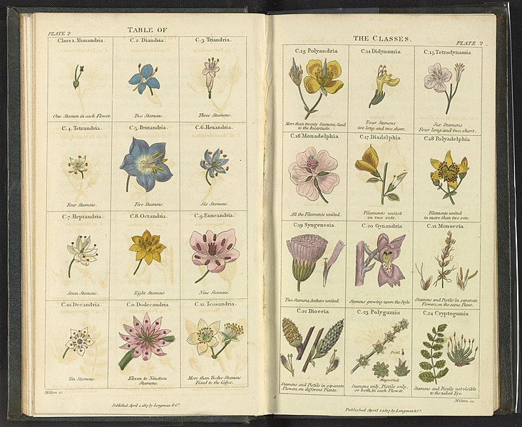 File:Fitton Conversations on Botany Plate 2 Table of the Classes 1544bp19x m039k514g dl full size.jpg