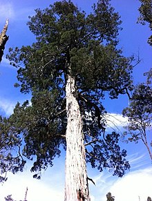 Fitzroya cupressoides, Lahuen Ñadi.jpg