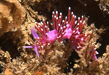 Flabellina funeka mor lady.jpg