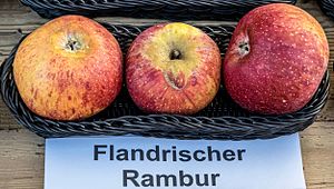 Flandrischer Rambur jm55168.jpg