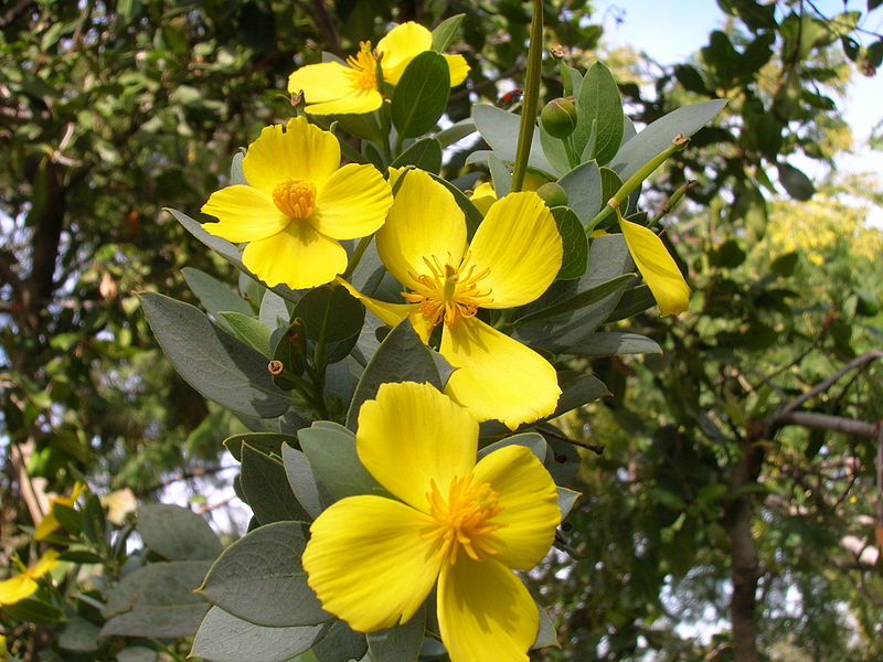 File:Flickr - brewbooks - Island Tree Poppy (2).jpg