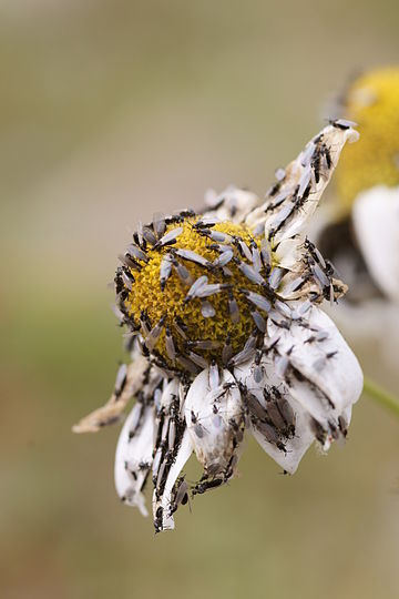 Reichertella geniculata