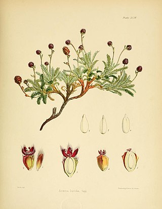 <i>Acaena lucida</i> Species of flowering plant