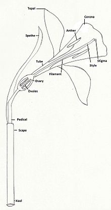 Morphologie florale Narcissus.jpg