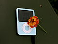 Flower for iPod (2995421295).jpg
