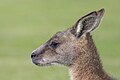 * Nomination Forester kangaroo (Macropus giganteus tasmaniensis) --Charlesjsharp 14:31, 14 January 2024 (UTC) * Promotion  Support Good quality. --Mike Peel 22:59, 14 January 2024 (UTC)