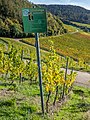 * Nomination Information board on the Albalonga grape variety --Ermell 22:29, 8 November 2022 (UTC) * Promotion Good quality --Llez 07:25, 9 November 2022 (UTC)