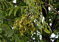 Fraxinus excelsior nasiona 222.jpg