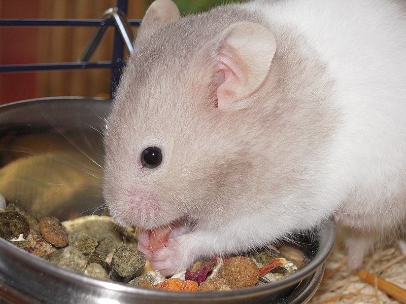 File:Fressender Goldhamster.JPG