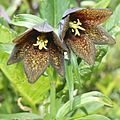 Fritillaria camschatcensis in Mount Haku 2011-07-17.jpg