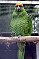 Amazona finschi x Amazona ochrocephala