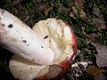 Russula lepida