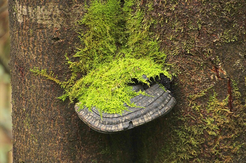 File:Fungus and moss on a Eucalyptus Regnans trunk.JPG