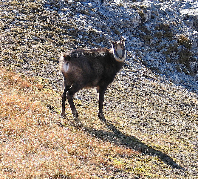 File:Gämse am Frieder.jpg