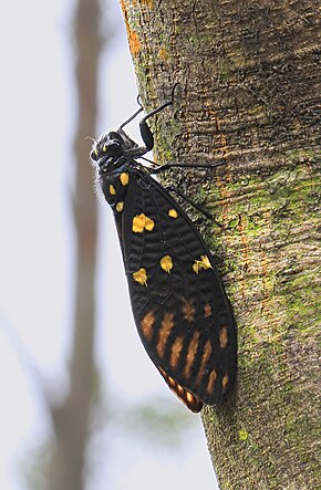 Descripción de la imagen Gaeana maculata, Speckled Black Cicada, Kowloon.JPG.
