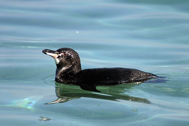 Úszó galápagosi pingvin