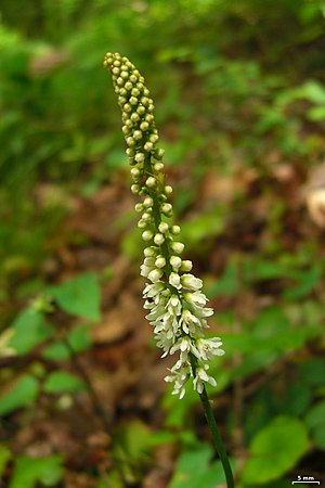 ಗ್ಯಾಲಕ್ಸ್