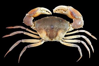 Galenidae Family of crabs