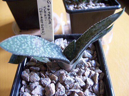 Gasteria vlokii