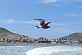 Gaviota peruana (Larus belcheri) ,Cañete, Lima