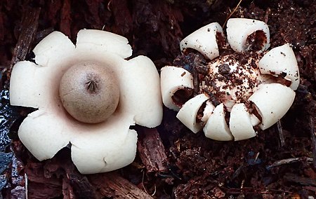 Geastrum elegans Vittad 634353.jpg