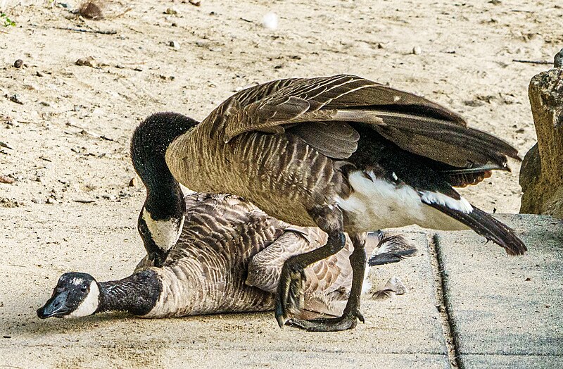 File:Geese fight, Walden Pond, Concord MA, USA 08-12-2023.jpg