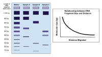 The image above shows how small DNA fragments will migrate through agarose quickly but large size DNA fragments move more slowly during electrophoresis. The graph to the right shows the nonlinear relationship between the size of the DNA fragment and the distance migrated. Gel Electrophoresis.svg