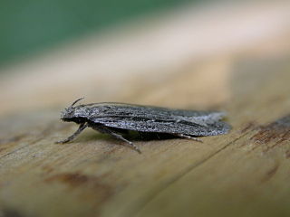 <i>Gelechia sabinellus</i> Species of moth