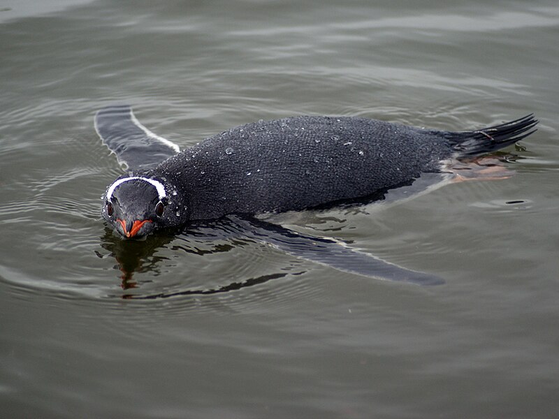 File:Gentoo Penguin Swimming.jpg