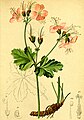Geranium macrorhyzum Atlas Alpenflora.jpg