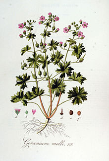 Geranium molle — Flora Batava — Volume v7.jpg